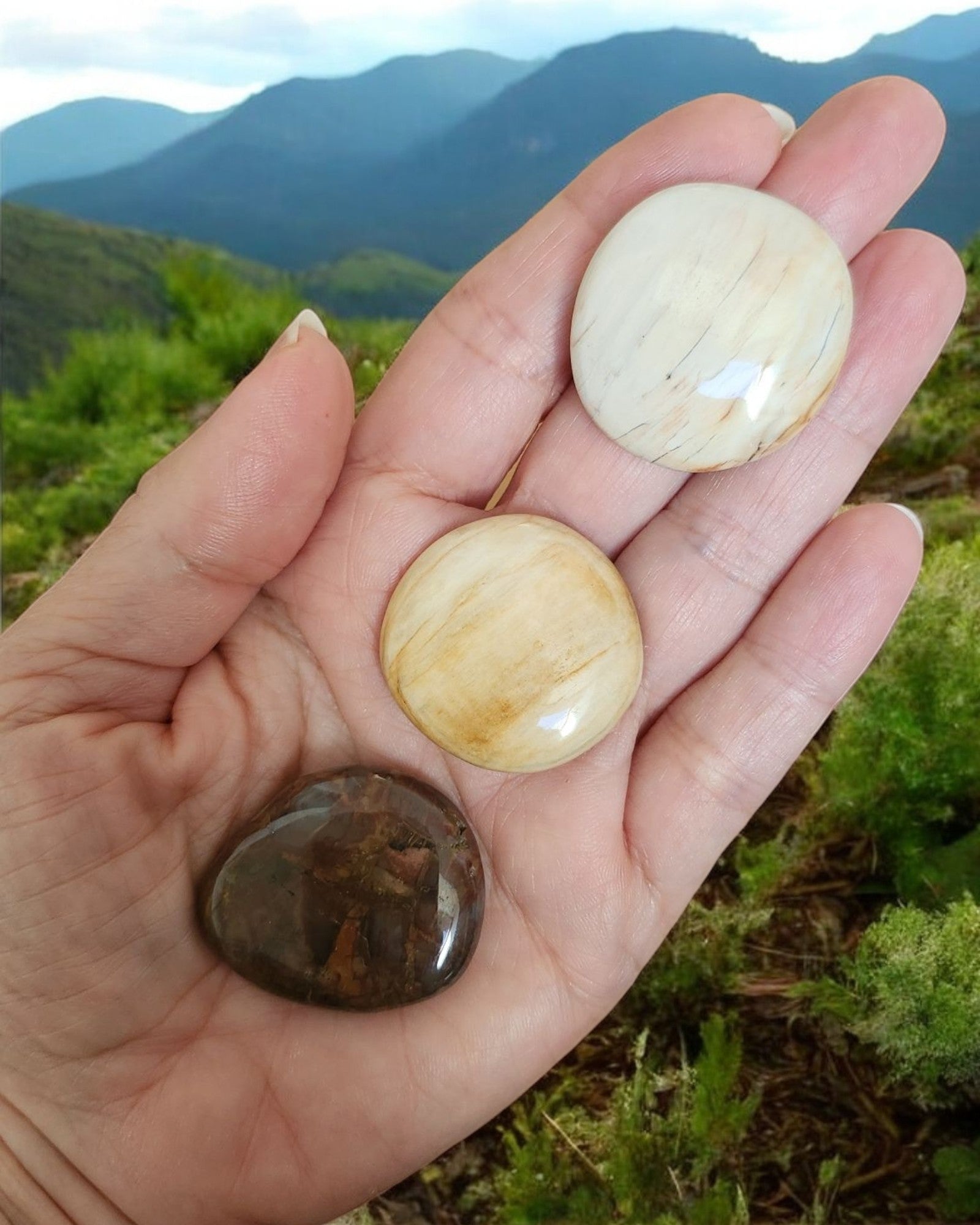 Galet Bois fossilisé