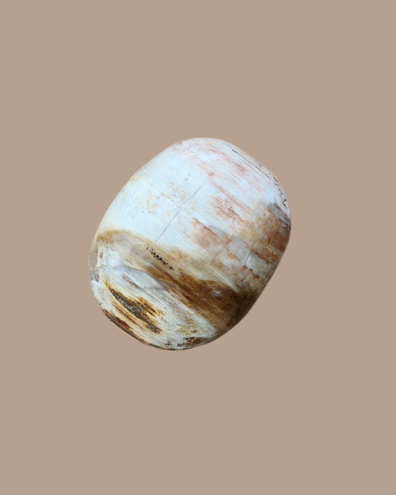 Galet Bois fossilisé