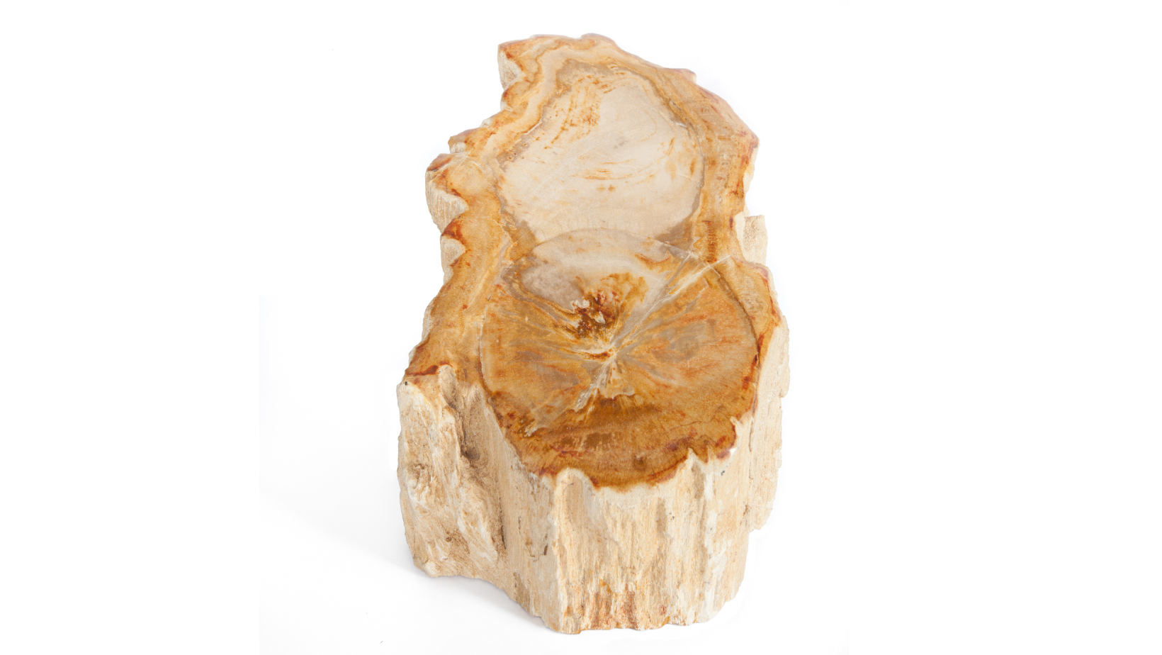 Sitemapcdatahttpsshopinf Inetcomvasque Bois Fossilise