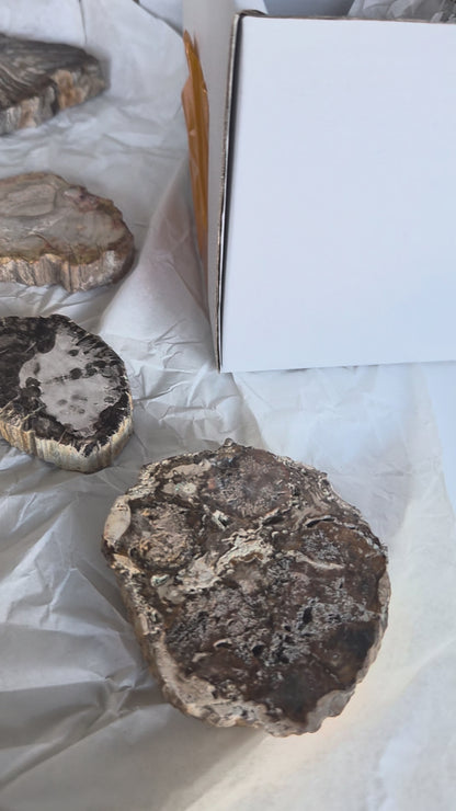 Tranche Bois fossilisé [Ancrage]