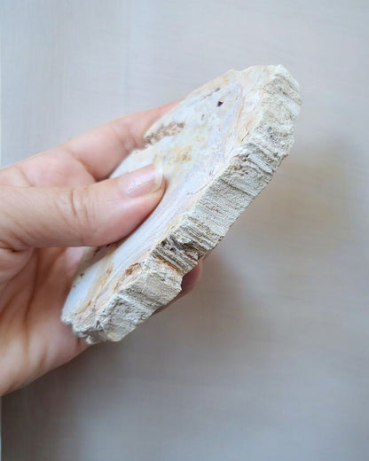 Tranche Bois fossilisé [Ancrage]