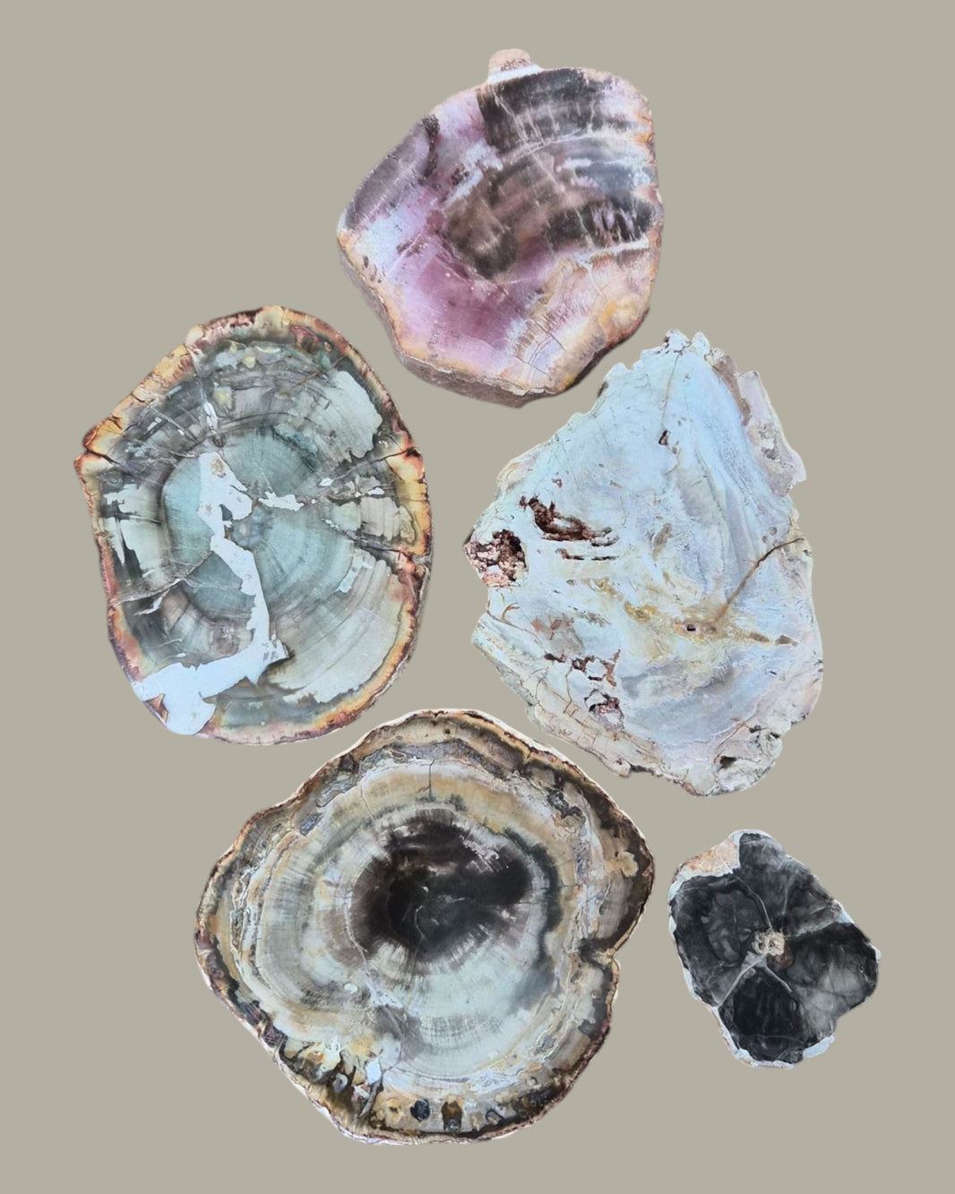 Tranche Bois fossilisé [Ancrage]