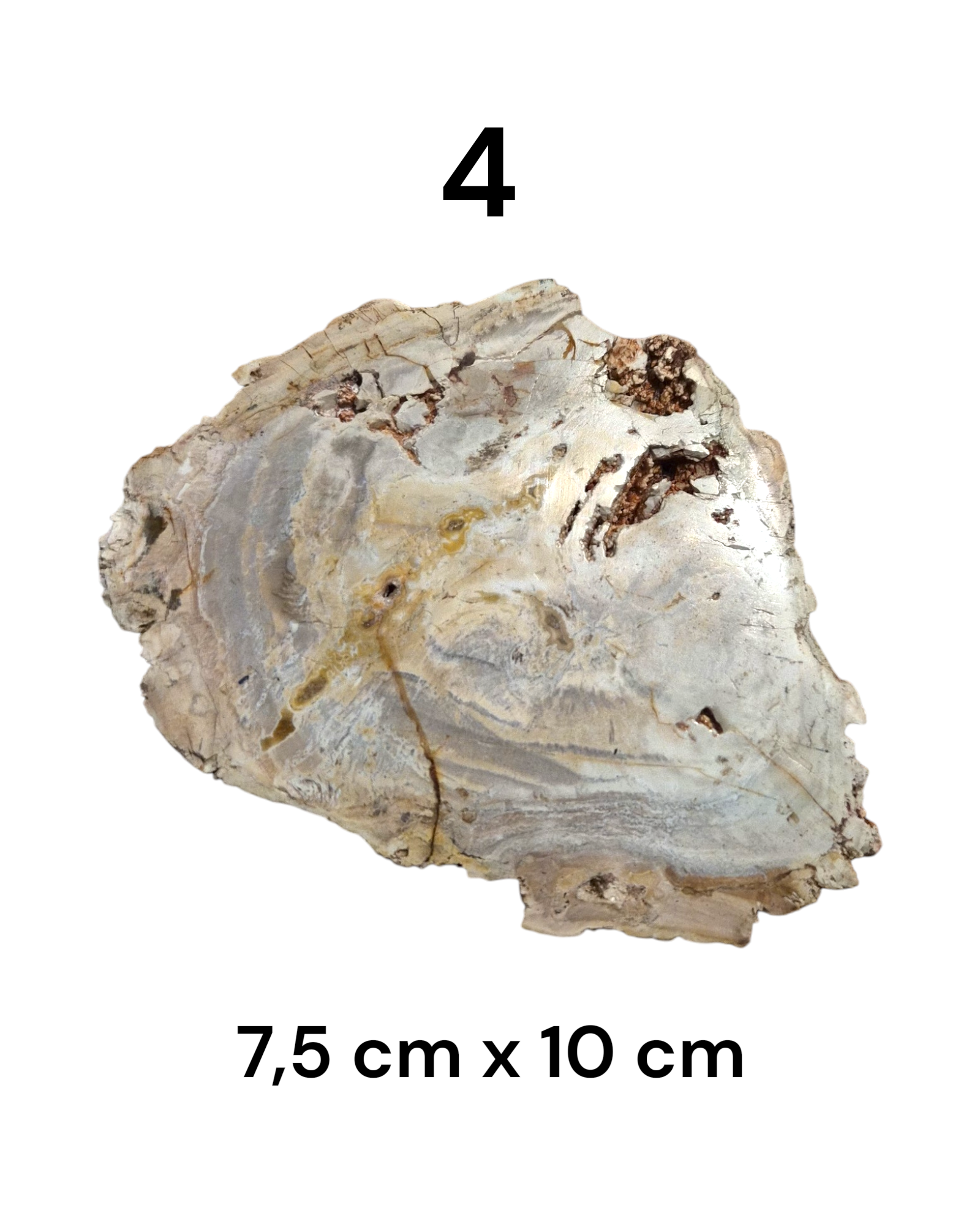 Tranche Bois fossilisé [Ancrage]