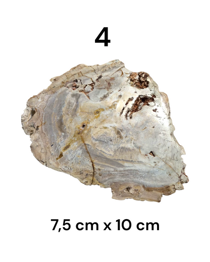 Tranche Bois fossilisé [Ancrage]