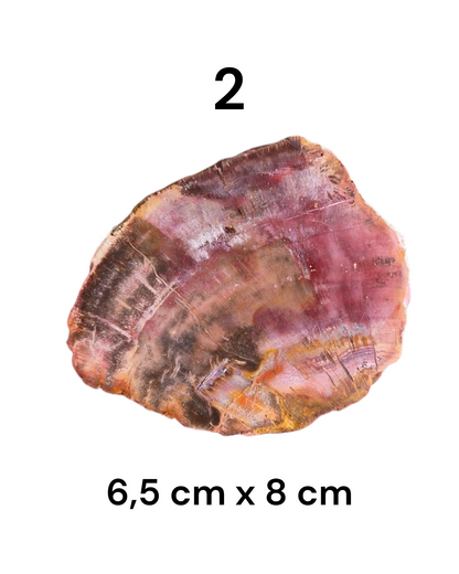 Tranche Bois fossilisé [Ancrage]