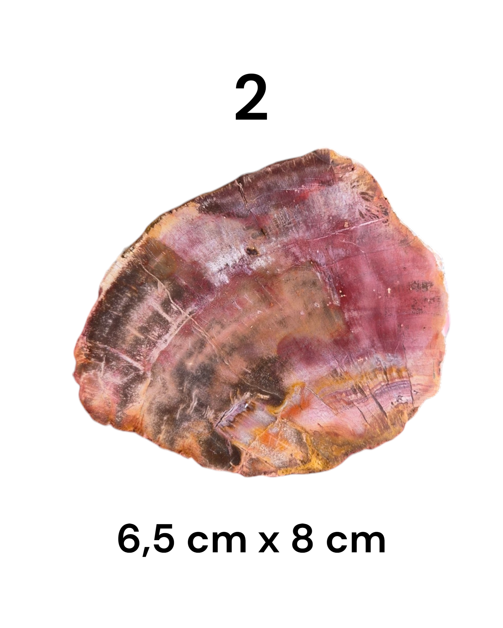 Tranche Bois fossilisé [Ancrage]