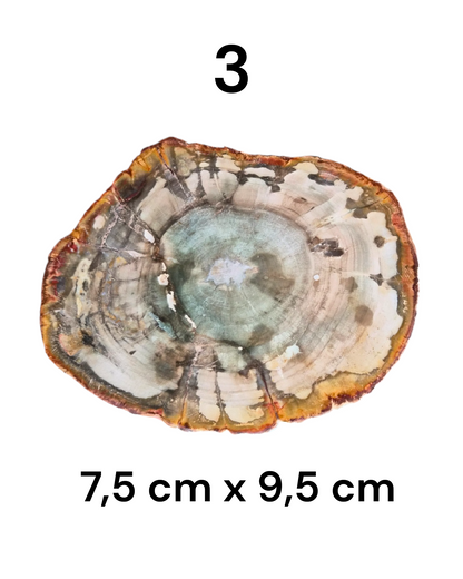 Tranche Bois fossilisé [Ancrage]