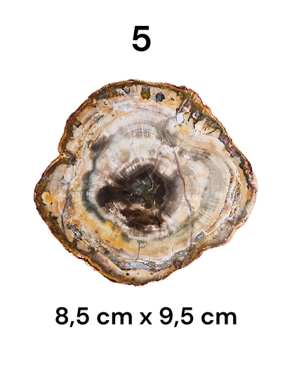 Tranche Bois fossilisé [Ancrage]