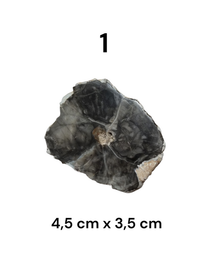 Tranche Bois fossilisé [Ancrage]