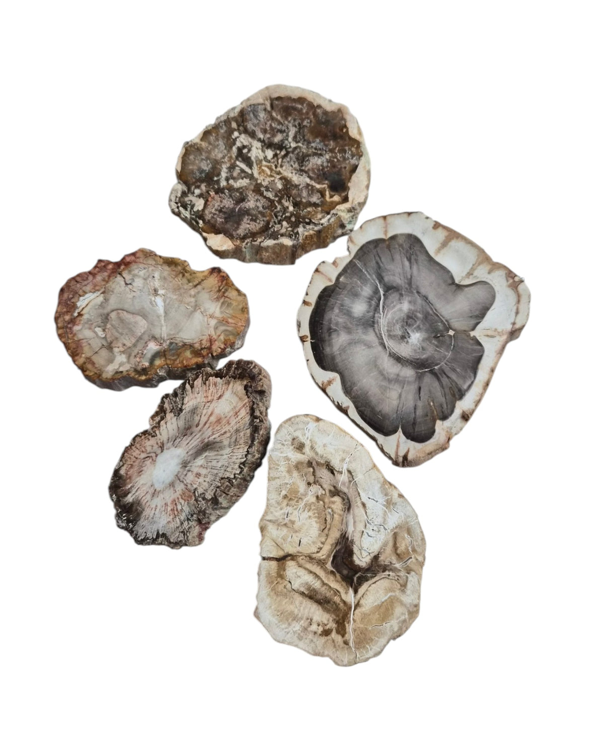 Tranche Bois fossilisé [Ancrage]